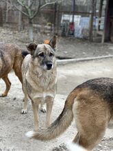 CIKY, Hund, Mischlingshund in Rumänien - Bild 8