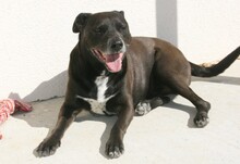 AMIGO, Hund, Mischlingshund in Heilbronn - Bild 1
