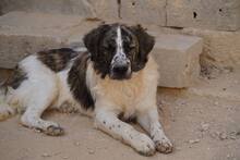 NACHO, Hund, Mischlingshund in Italien - Bild 18