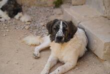 NACHO, Hund, Mischlingshund in Italien - Bild 19