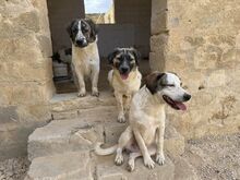 NACHO, Hund, Mischlingshund in Italien - Bild 23