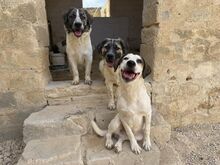 NACHO, Hund, Mischlingshund in Italien - Bild 24