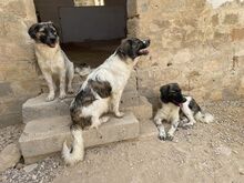 NACHO, Hund, Mischlingshund in Italien - Bild 25