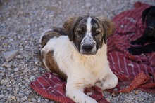 NACHO, Hund, Mischlingshund in Italien - Bild 27