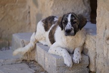 NACHO, Hund, Mischlingshund in Italien - Bild 29