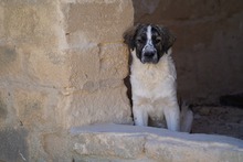 NACHO, Hund, Mischlingshund in Italien - Bild 32