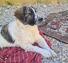 NACHO, Hund, Mischlingshund in Italien - Bild 34