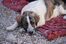 NACHO, Hund, Mischlingshund in Italien - Bild 37