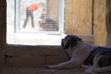 NACHO, Hund, Mischlingshund in Italien - Bild 38