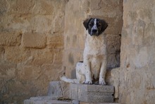 NACHO, Hund, Mischlingshund in Italien - Bild 39