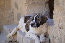 NACHO, Hund, Mischlingshund in Italien - Bild 41