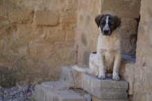 NACHO, Hund, Mischlingshund in Italien - Bild 42