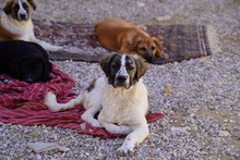 NACHO, Hund, Mischlingshund in Italien - Bild 43