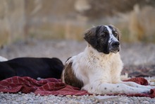 NACHO, Hund, Mischlingshund in Italien - Bild 45