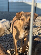 ARCHIE, Hund, Mischlingshund in Rumänien - Bild 10