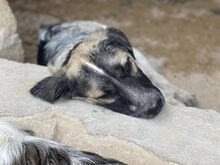 NETTI, Hund, Mischlingshund in Italien - Bild 12