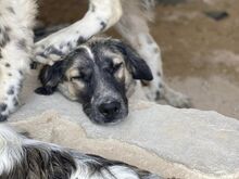 NETTI, Hund, Mischlingshund in Italien - Bild 13