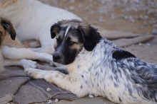 NETTI, Hund, Mischlingshund in Italien - Bild 16