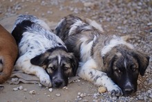 NETTI, Hund, Mischlingshund in Italien - Bild 19