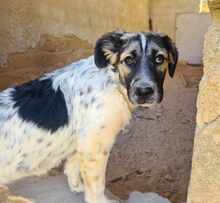 NETTI, Hund, Mischlingshund in Italien - Bild 20