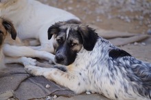 NETTI, Hund, Mischlingshund in Italien - Bild 22