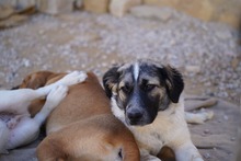 NETTI, Hund, Mischlingshund in Italien - Bild 26