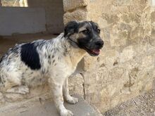 NETTI, Hund, Mischlingshund in Italien - Bild 4