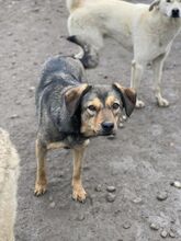 ELLA, Hund, Mischlingshund in Rumänien - Bild 2