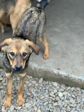 ELLA, Hund, Mischlingshund in Rumänien - Bild 6