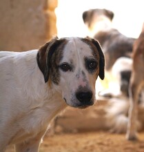 NILS, Hund, Mischlingshund in Italien - Bild 1