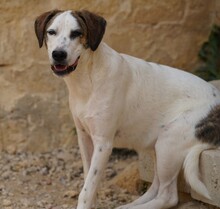 NILS, Hund, Mischlingshund in Italien - Bild 2