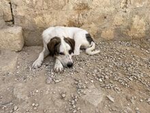 NILS, Hund, Mischlingshund in Italien - Bild 25