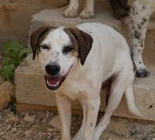 NILS, Hund, Mischlingshund in Italien - Bild 3