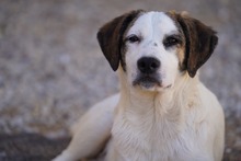 NILS, Hund, Mischlingshund in Italien - Bild 31