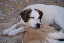 NILS, Hund, Mischlingshund in Italien - Bild 32