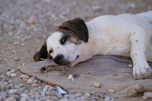 NILS, Hund, Mischlingshund in Italien - Bild 33