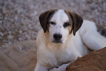 NILS, Hund, Mischlingshund in Italien - Bild 36