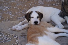 NILS, Hund, Mischlingshund in Italien - Bild 38