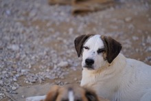 NILS, Hund, Mischlingshund in Italien - Bild 39