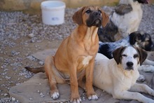 NILS, Hund, Mischlingshund in Italien - Bild 40