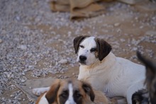 NILS, Hund, Mischlingshund in Italien - Bild 45