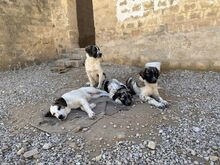 NILS, Hund, Mischlingshund in Italien - Bild 46