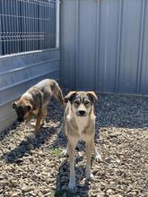 ROCKET, Hund, Mischlingshund in Rumänien - Bild 2