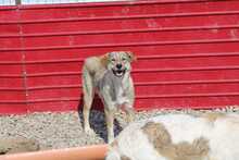 ROCKET, Hund, Mischlingshund in Rumänien - Bild 5