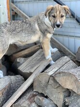 ROCKET, Hund, Mischlingshund in Rumänien - Bild 7