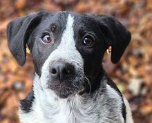 DARIO, Hund, Mischlingshund in Rumänien