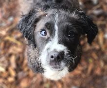 DOLLY, Hund, Mischlingshund in Gefrees