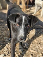 HELGE, Hund, Mischlingshund in Rumänien - Bild 1