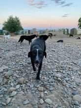 HELGE, Hund, Mischlingshund in Rumänien - Bild 3