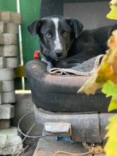 HELGE, Hund, Mischlingshund in Rumänien - Bild 8